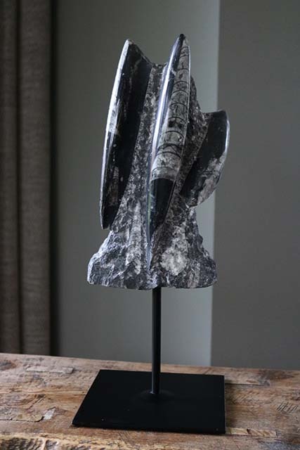 Versteend fossiel op metalen voet