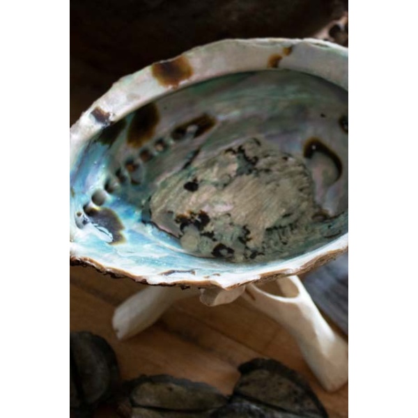 Abalone schelp op voet