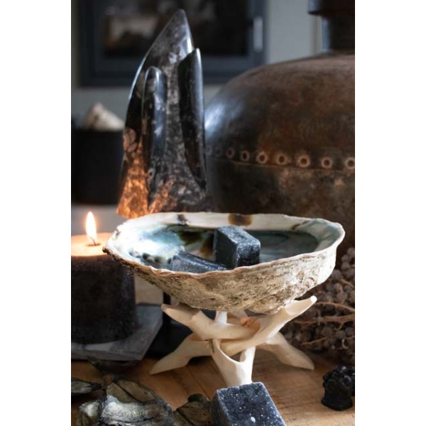 Abalone schelp op voet